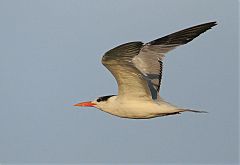 Royal Tern